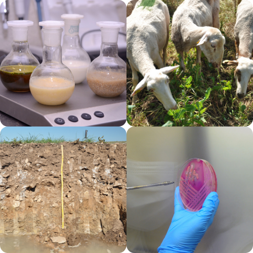 Cuatro imágenes: matrices con preparación de muestras, ovejas pastando, siembra de cultivo microbiológico y perfil de suelo con nivel freático